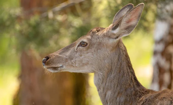 森の中の雌の赤い鹿 肖像画 クローズアップ 動物は毛皮や肉に価値がある — ストック写真