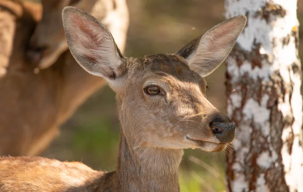 森の中の雌の赤い鹿 肖像画 クローズアップ 動物は毛皮や肉に価値がある — ストック写真