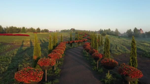 Dageraad in een bloeiend park, uitzicht op de drone — Stockvideo