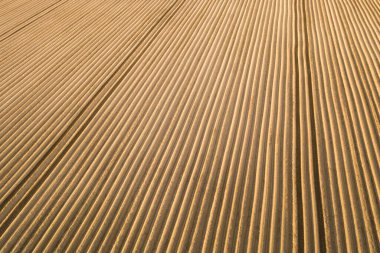 Alandaki yüksek kaliteli toprak manzarası. Ekin yetiştirmeye hazır. Patatesli tarla, kök.