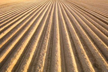 Alandaki yüksek kaliteli toprak manzarası. Ekin yetiştirmeye hazır. Patatesli tarla, kök.