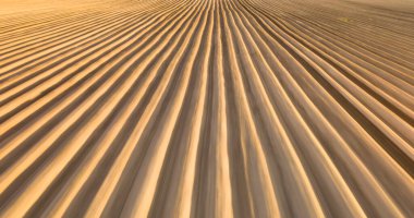 Alandaki yüksek kaliteli toprak manzarası. Ekin yetiştirmeye hazır. Patatesli tarla, kök.