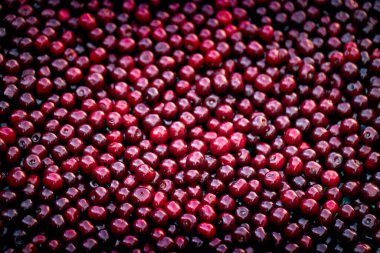 Böğürtlen dokusu, kiraz arkaplan, taze sulu sebzeler üst görünüm, vejetaryen yiyecekler, lif vitaminleri ve früktoz kaynağı.