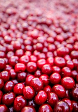 Böğürtlen dokusu, kiraz arkaplan, taze sulu sebzeler üst görünüm, vejetaryen yiyecekler, lif vitaminleri ve früktoz kaynağı.