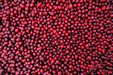 Böğürtlen dokusu, kiraz arkaplan, taze sulu sebzeler üst görünüm, vejetaryen yiyecekler, lif vitaminleri ve früktoz kaynağı.