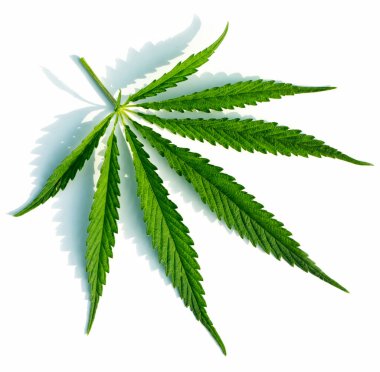 Beyaz arka planda yüksek kaliteli tıbbi esrar veya marihuana.