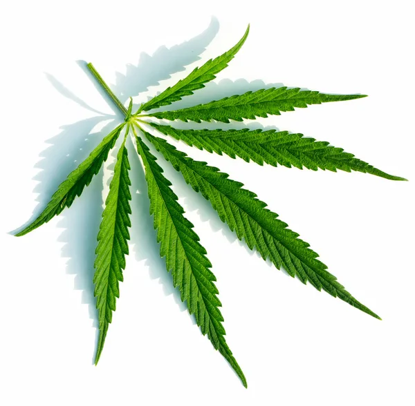 Beyaz Arka Planda Yüksek Kaliteli Tıbbi Esrar Veya Marihuana — Stok fotoğraf