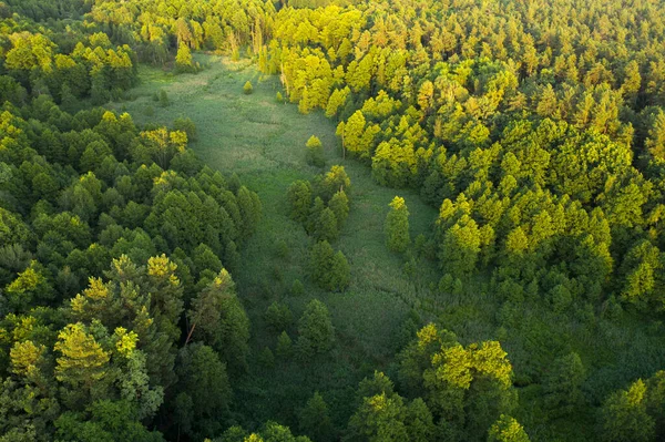 Drzewa Trzciny Rzeki Tereny Podmokłe Pobliżu Lasu Widok Góry Wspaniały — Zdjęcie stockowe