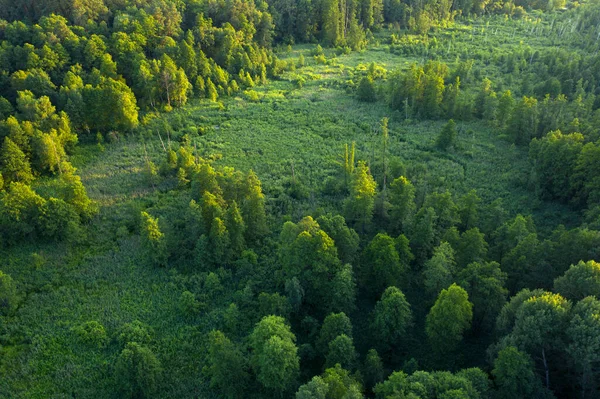 Trees Reeds River Wetlands Forest Top View Wonderful Summer Landscape — Stock Photo, Image