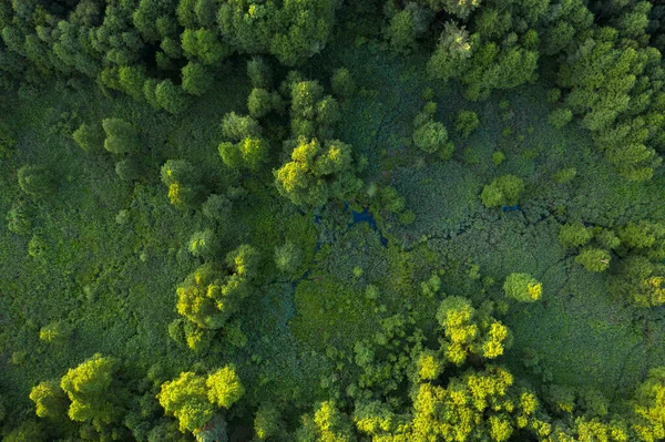 Bäume Schilf Und Fluss Feuchtgebiete Waldrand Draufsicht Wunderbare Sommerlandschaft Drohnenblick — Stockfoto
