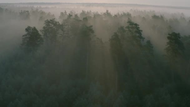 Летний утренний сосновый лес, вид с дрона. — стоковое видео