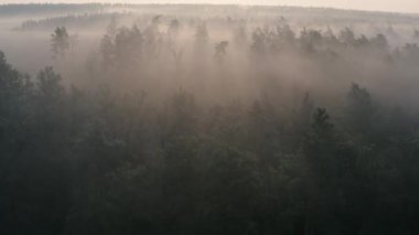 Yaz sabahı çam ormanı şafak vakti, drone manzarası.