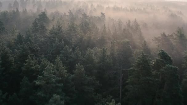 Летний утренний сосновый лес, вид с дрона. — стоковое видео