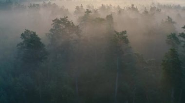 Yaz sabahı çam ormanı şafak vakti, drone manzarası.