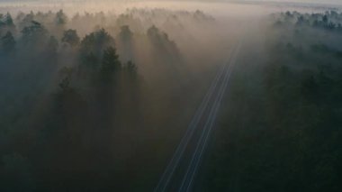 Şafak vakti kozalaklı bir ormanda tren yolu. İnsansız hava aracından görüntüle.