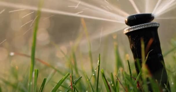 Nozzle automatic lawn watering macro close up — Stock Video
