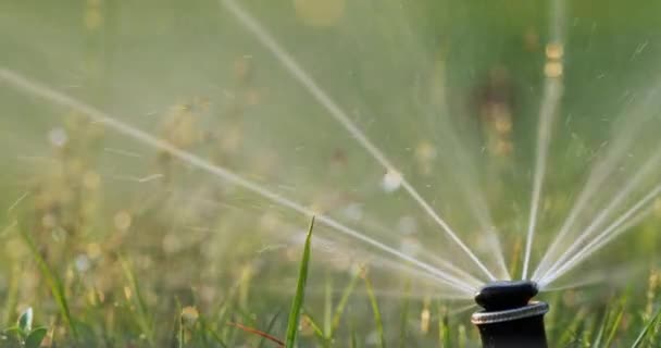 Ugello irrigazione automatica del prato macro primo piano — Video Stock