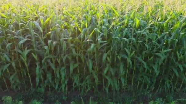Mezőgazdasági földterület kukoricaterméssel. — Stock videók