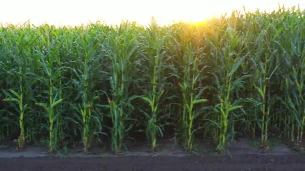 Tierras agrícolas con cultivos de maíz. — Vídeos de Stock