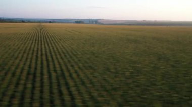 Mısır ekinleri olan tarım arazisi.
