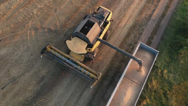 小麦の完全な組み合わせは、トレーラーに穀物をスロー,トップビュー. — ストック動画