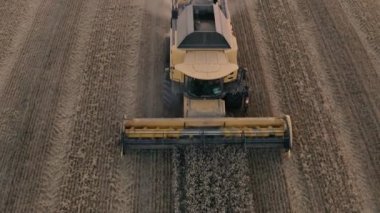 Bir hasat makinası tarlada tarım mahsulleri topluyor..