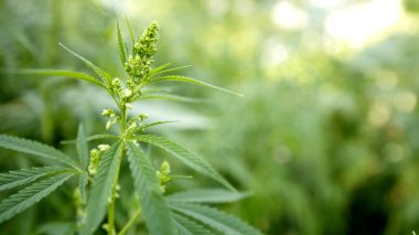 Vahşi kenevir çalısı, yakın plan, seçici odak.
