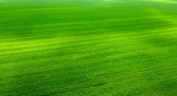 Campo Verde Con Colture Frumento Orzo Altri Cereali Vista Dal — Foto Stock