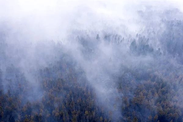 Erdőtűz Egy Nagy Területen Kilátás Drónról Lángok Martalékává Vált Erdő — Stock Fotó