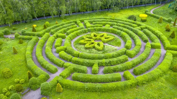 Jardin Topiaire Forme Labyrinthe Dans Jardin Botanique Grishka Kiev — Photo