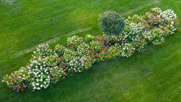 Paisagismo Canteiro Flores Com Hortênsias Coloridas Florescendo Grama Verde — Fotografia de Stock