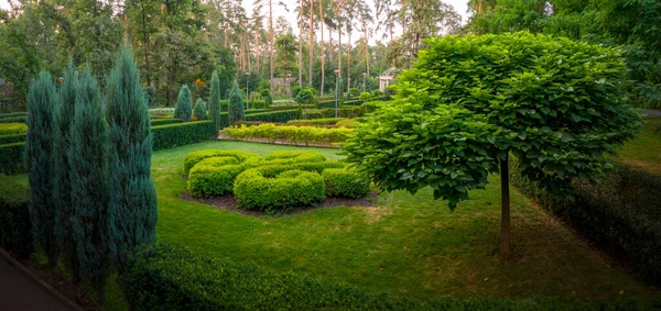 Катальпа Красивою Короною Зеленій Траві Красивому Зеленому Парку — стокове фото