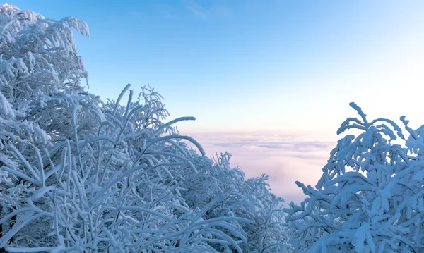 Maravilhosa Paisagem Montanha Inverno Árvores Cobertas Neve Amanhecer Grande Geada — Fotografia de Stock