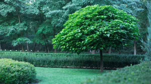 Catalpa Med Vacker Krona Det Gröna Gräset Vacker Grön Park — Stockfoto