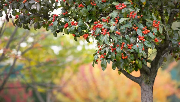 Mogen Röd Hagtorn Frukt Ett Träd Parken — Stockfoto