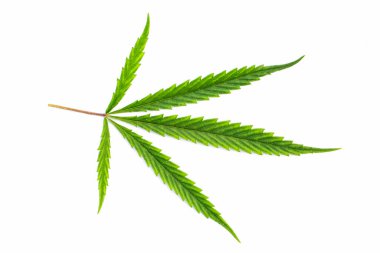 Beyaz arka planda yüksek kaliteli tıbbi esrar veya marihuana.