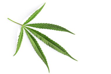 Beyaz arka planda yüksek kaliteli tıbbi esrar veya marihuana.