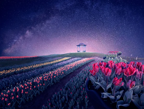 Noche Parque Tulipanes Cielo Estrellado Sobre Enormes Plantaciones Tulipanes Coloridos — Foto de Stock