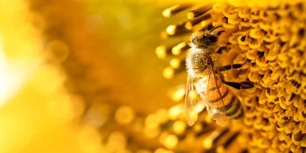 Honigbiene Auf Einer Sonnenblumenblume Aus Nächster Nähe Selektiver Fokus — Stockfoto