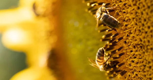 꿀벌은 해바라기 가까이 있습니다 선택적 — 스톡 사진
