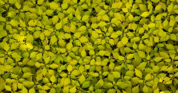 Coleus ウィザードスカーレット地面カバー植物 トップ表示 — ストック写真