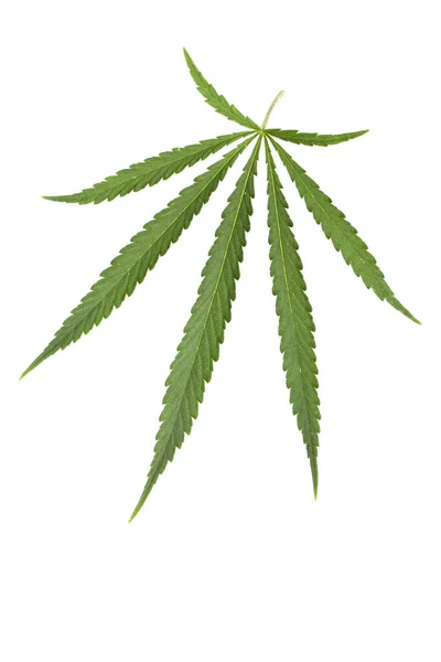 Leaf High Quality Medical Cannabis Marijuana White Background — Stock Photo, Image