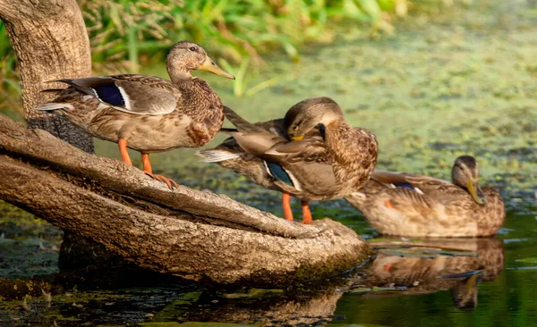 Trois Canards Sauvages Mâles Assis Sur Une Bûche Dans Rivière — Photo