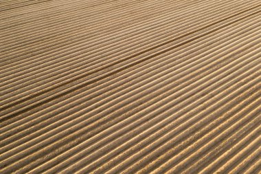 Alandaki yüksek kaliteli toprak manzarası. Ekin yetiştirmeye hazır. Patatesli tarla, kök.