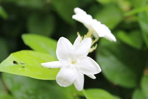Białe Kwiaty Jaśminu Drzewie — Zdjęcie stockowe