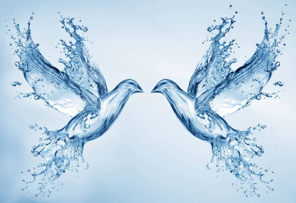 Bir çift güvercin su sıçratıyor.