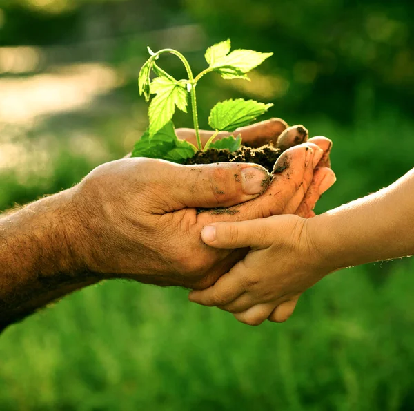 Genç bir bitkiyi tutan yaşlı bir adam ve bebeğin elleri