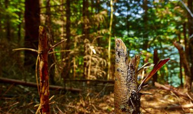 Ormanların tahrip edilmesi