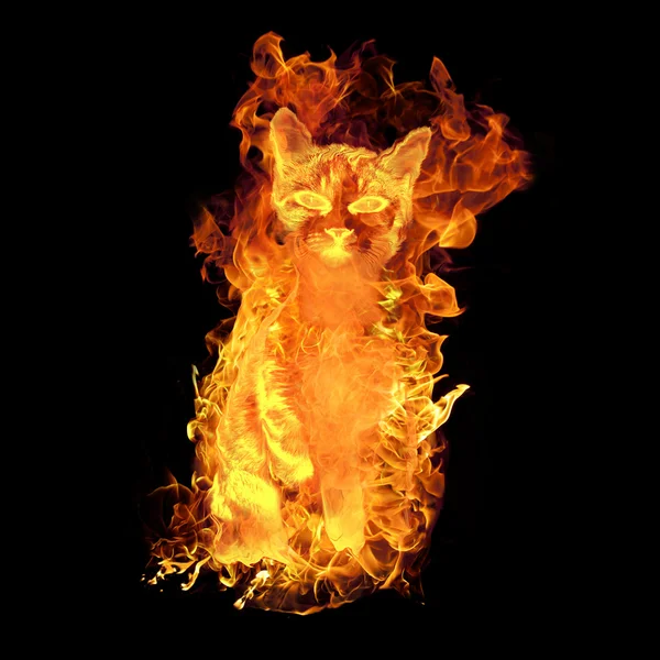 Fuego gato —  Fotos de Stock