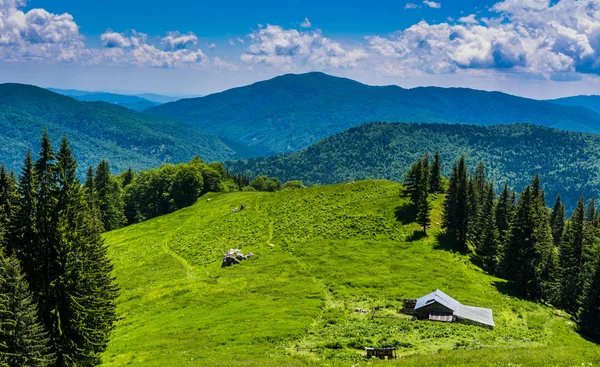 Dağ çayır - Ciucas, Romanya. — Stok fotoğraf